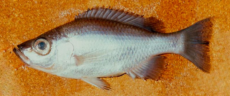 Diplotaxodon altus 'South East Arm'